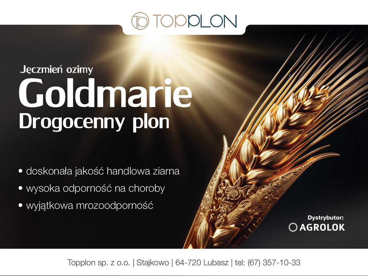 Zdrowa i plenna odmiana jęczmienia ozimego Goldmarie