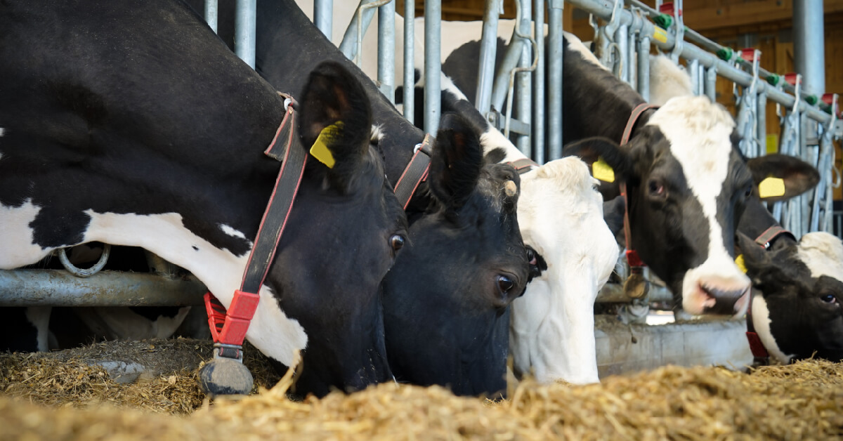 Tłuszcz chroniony w Protinie Fat jest bezpieczny dla żwacza