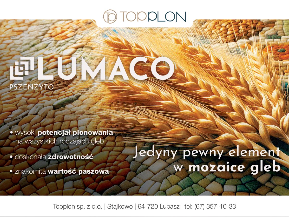 Pszenżyto Lumaco na słabe i mozaikowate gleby