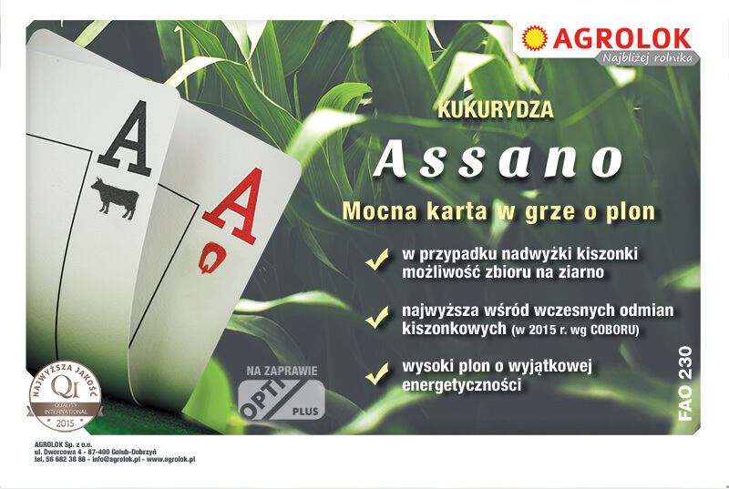 kukurydza Assano 