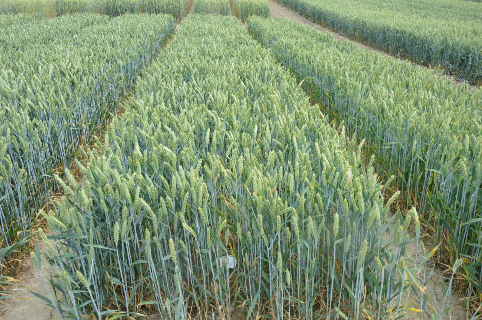 Elvita Azon + Elvita Sonik (13.06.2024)