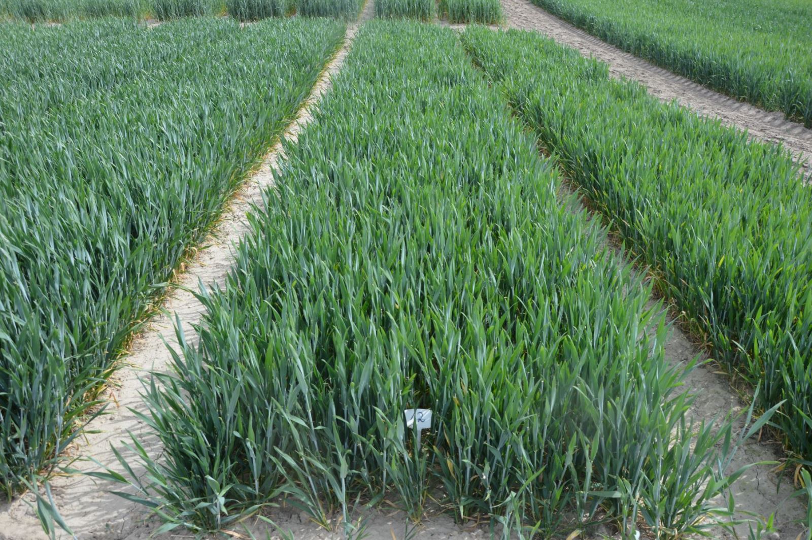 Elvita Azon + Elvita Sonik (16.05.2024)