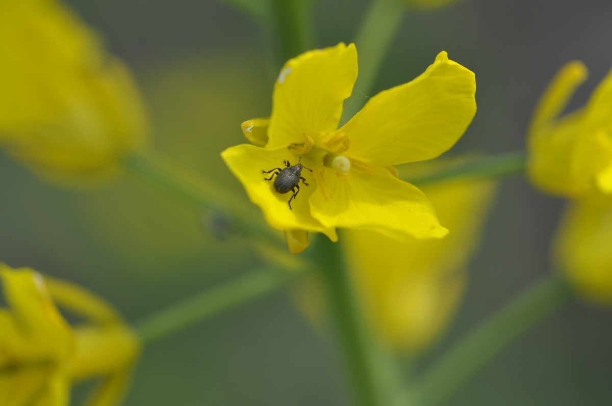 Chowacz podobnik w ostatnich latach powodował duże straty w plonowaniu rzepaku