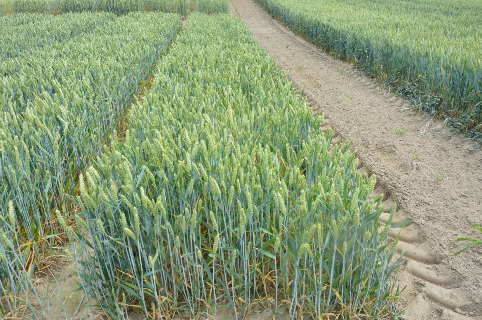 poletko kontrolne 13.06