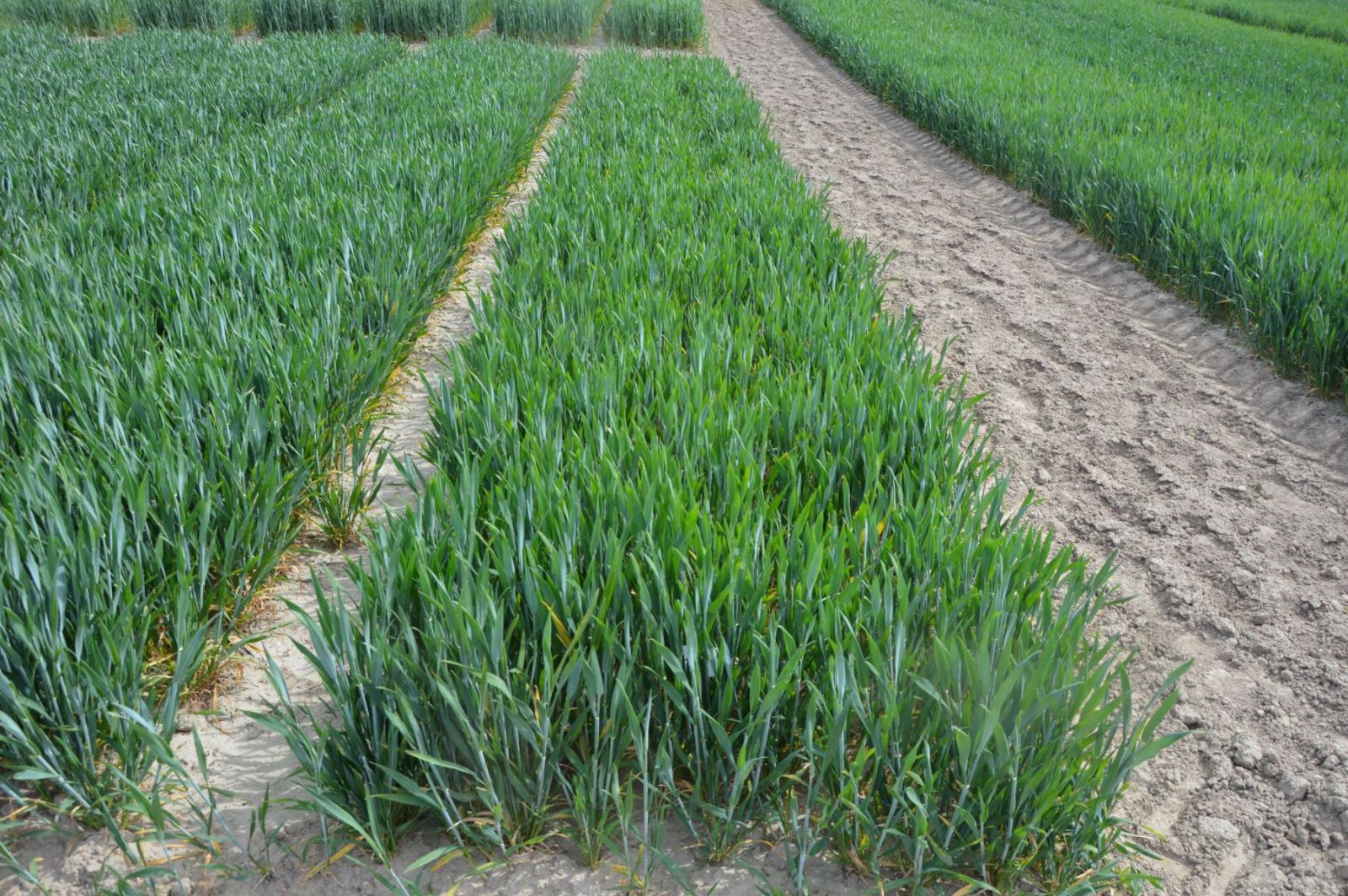 poletko kontrolne 16.05