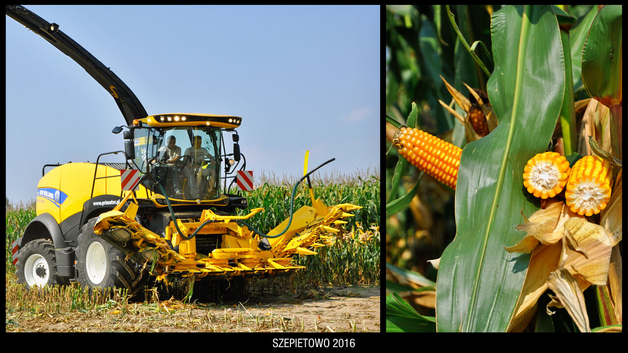 Podlaski Dzień Kukurydzy w Szepietowie